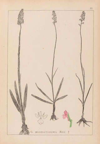 Herbier de la flore française Pl1003 - Louis Antoine Cusin — artwork view