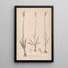 Herbier de la flore française Pl1003 - Louis Antoine Cusin — framed artwork on a wall