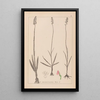 Herbier de la flore française Pl1003 - Louis Antoine Cusin — framed artwork on a wall