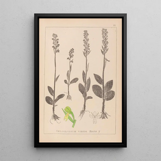 Herbier de la flore française Pl1004 - Louis Antoine Cusin — framed artwork on a wall