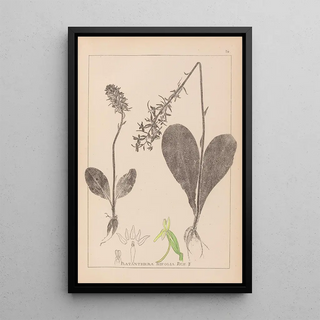Herbier de la flore française Pl1005 - Louis Antoine Cusin — framed artwork on a wall