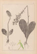 Herbier de la flore française Pl1005 - Louis Antoine Cusin — artwork view