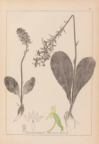Herbier de la flore française Pl1005 - Louis Antoine Cusin — artwork view