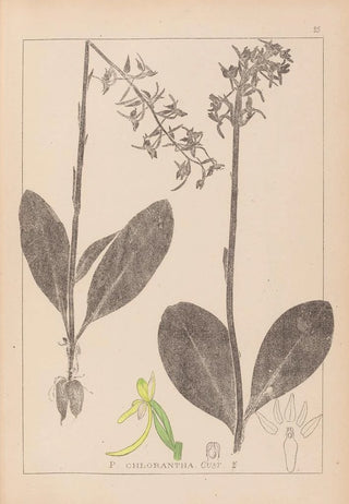 Herbier de la flore française Pl1006 - Louis Antoine Cusin — artwork view