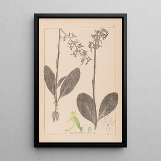 Herbier de la flore française Pl1006 - Louis Antoine Cusin — framed artwork on a wall