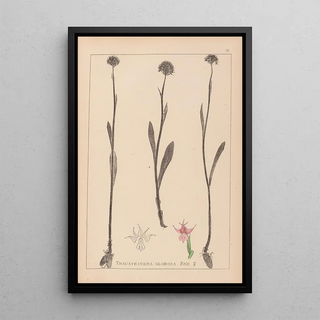 Herbier de la flore française Pl1007 - Louis Antoine Cusin — framed artwork on a wall