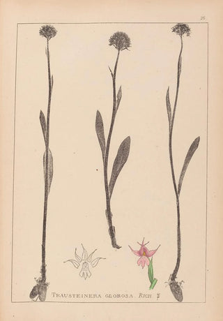 Herbier de la flore française Pl1007 - Louis Antoine Cusin — artwork view