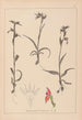 Herbier de la flore française Pl1008 - Louis Antoine Cusin — artwork view