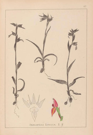 Herbier de la flore française Pl1008 - Louis Antoine Cusin — artwork view