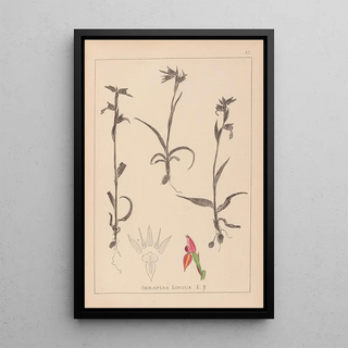 Herbier de la flore française Pl1008 - Louis Antoine Cusin — framed artwork on a wall