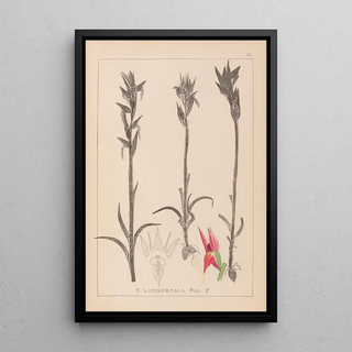 Herbier de la flore française Pl1009 - Louis Antoine Cusin — framed artwork on a wall
