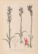 Herbier de la flore française Pl1009 - Louis Antoine Cusin — artwork view