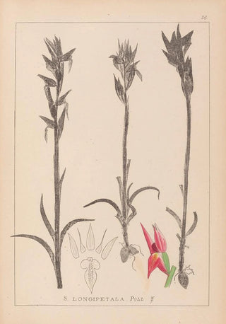 Herbier de la flore française Pl1009 - Louis Antoine Cusin — artwork view