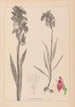 Herbier de la flore française Pl1010 - Louis Antoine Cusin — artwork view
