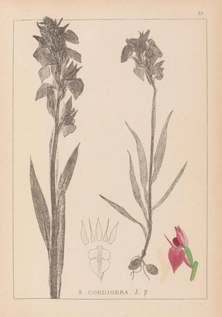 Herbier de la flore française Pl1010 - Louis Antoine Cusin — artwork view