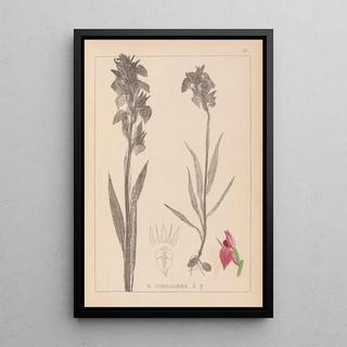 Herbier de la flore française Pl1010 - Louis Antoine Cusin — framed artwork on a wall