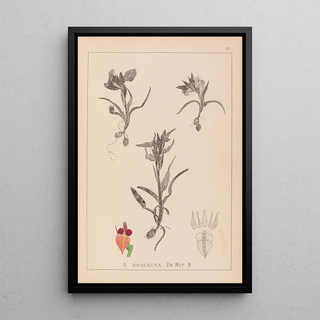 Herbier de la flore française Pl1011 - Louis Antoine Cusin — framed artwork on a wall