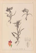 Herbier de la flore française Pl1011 - Louis Antoine Cusin — artwork view