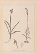 Herbier de la flore française Pl1012 - Louis Antoine Cusin — artwork view