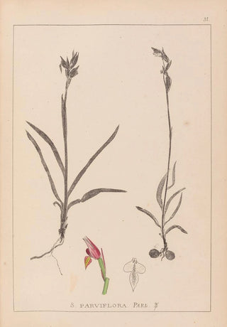 Herbier de la flore française Pl1012 - Louis Antoine Cusin — artwork view