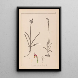 Herbier de la flore française Pl1012 - Louis Antoine Cusin — framed artwork on a wall