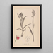 Herbier de la flore française Pl1013 - Louis Antoine Cusin — framed artwork on a wall