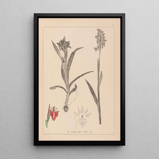 Herbier de la flore française Pl1013 - Louis Antoine Cusin — framed artwork on a wall