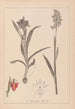 Herbier de la flore française Pl1013 - Louis Antoine Cusin — artwork view