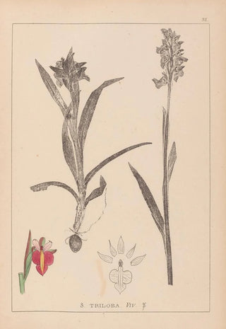 Herbier de la flore française Pl1013 - Louis Antoine Cusin — artwork view