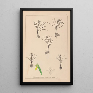 Herbier de la flore française Pl1014 - Louis Antoine Cusin — framed artwork on a wall