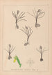 Herbier de la flore française Pl1014 - Louis Antoine Cusin — artwork view