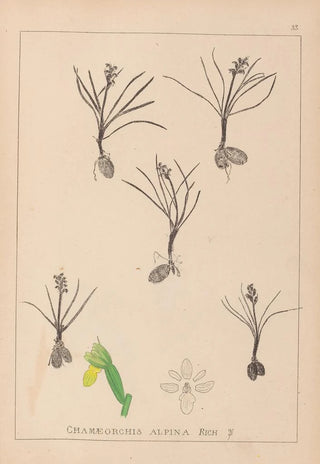 Herbier de la flore française Pl1014 - Louis Antoine Cusin — artwork view