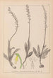 Herbier de la flore française Pl1015 - Louis Antoine Cusin — artwork view