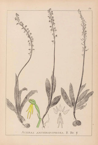 Herbier de la flore française Pl1015 - Louis Antoine Cusin — artwork view