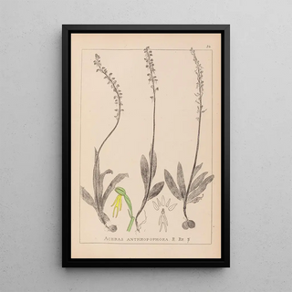 Herbier de la flore française Pl1015 - Louis Antoine Cusin — framed artwork on a wall