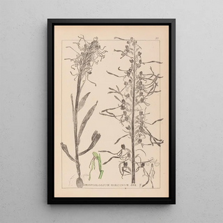 Herbier de la flore française Pl1016 - Louis Antoine Cusin — framed artwork on a wall