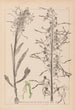 Herbier de la flore française Pl1016 - Louis Antoine Cusin — artwork view