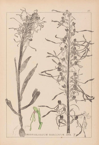 Herbier de la flore française Pl1016 - Louis Antoine Cusin — artwork view