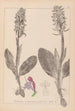 Herbier de la flore française Pl1017 - Louis Antoine Cusin — artwork view