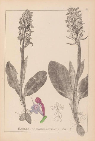 Herbier de la flore française Pl1017 - Louis Antoine Cusin — artwork view