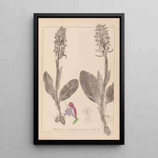 Herbier de la flore française Pl1017 - Louis Antoine Cusin — framed artwork on a wall