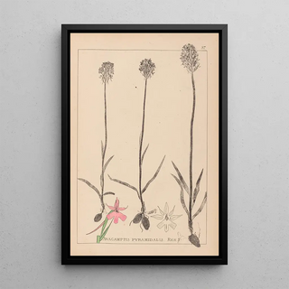 Herbier de la flore française Pl1018 - Louis Antoine Cusin — framed artwork on a wall