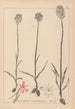 Herbier de la flore française Pl1018 - Louis Antoine Cusin — artwork view