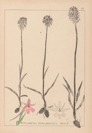 Herbier de la flore française Pl1018 - Louis Antoine Cusin — artwork view