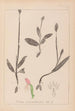 Herbier de la flore française Pl1019 - Louis Antoine Cusin — artwork view