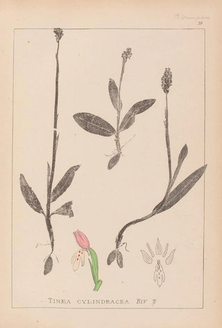 Herbier de la flore française Pl1019 - Louis Antoine Cusin — artwork view