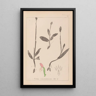 Herbier de la flore française Pl1019 - Louis Antoine Cusin — framed artwork on a wall