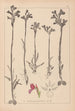 Herbier de la flore française Pl1020 - Louis Antoine Cusin — artwork view