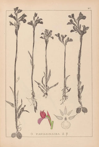 Herbier de la flore française Pl1020 - Louis Antoine Cusin — artwork view