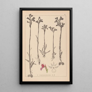 Herbier de la flore française Pl1020 - Louis Antoine Cusin — framed artwork on a wall